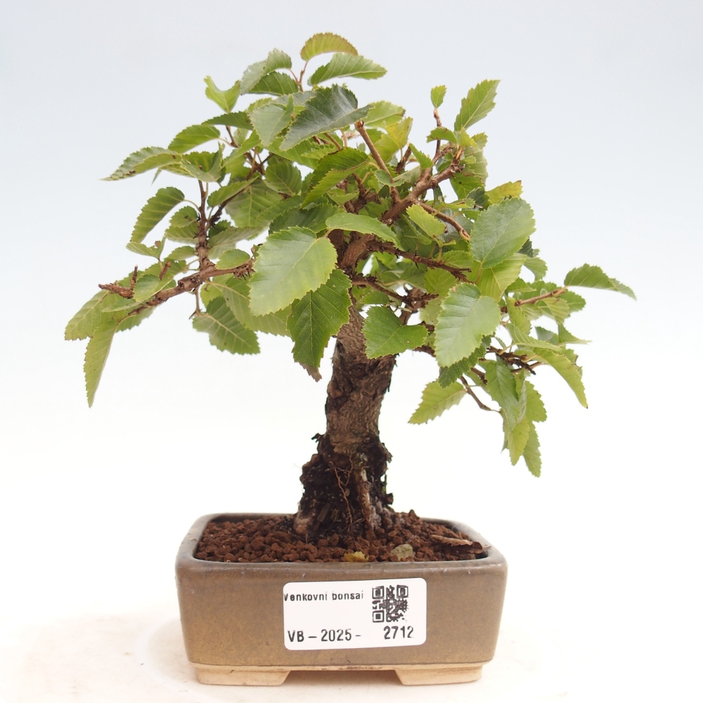 Outdoor bonsai -Carpinus CARPINOIDES - Korean Hornbeam