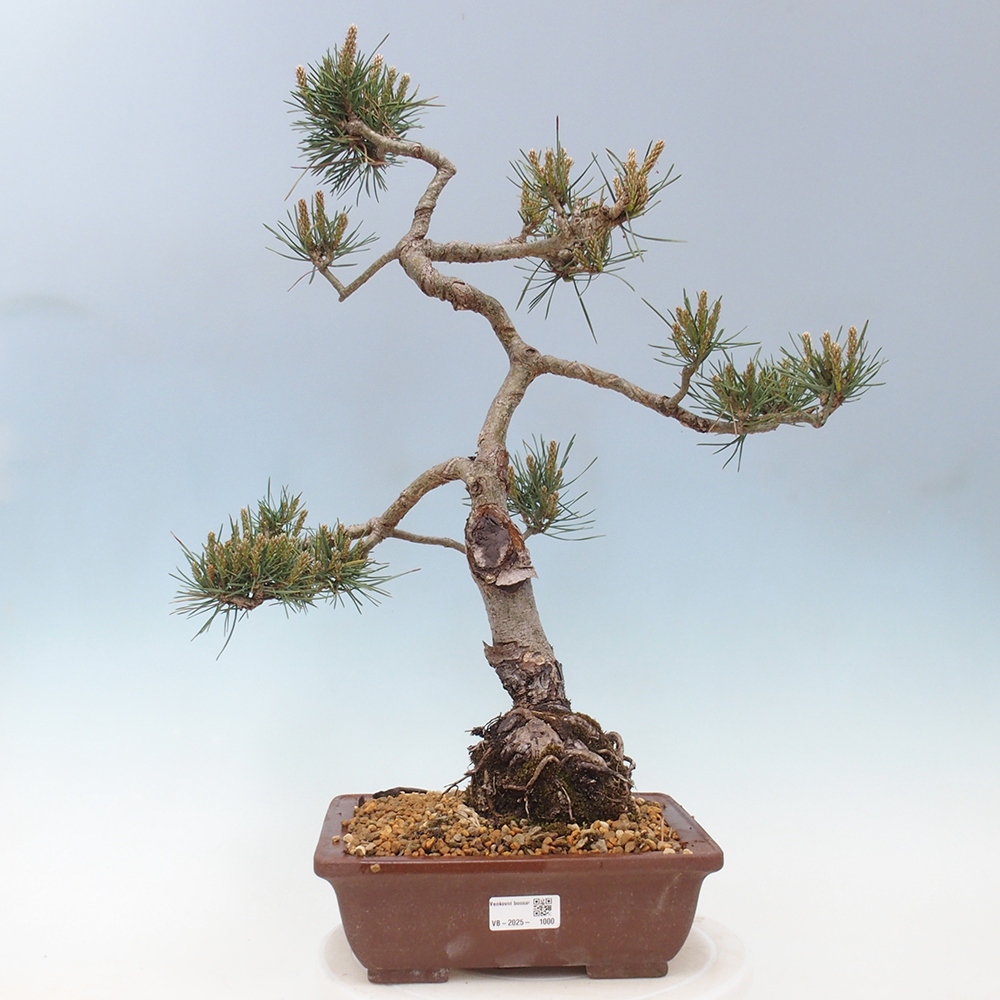 Outdoor bonsai - Pinus Sylvestris - Scots pine