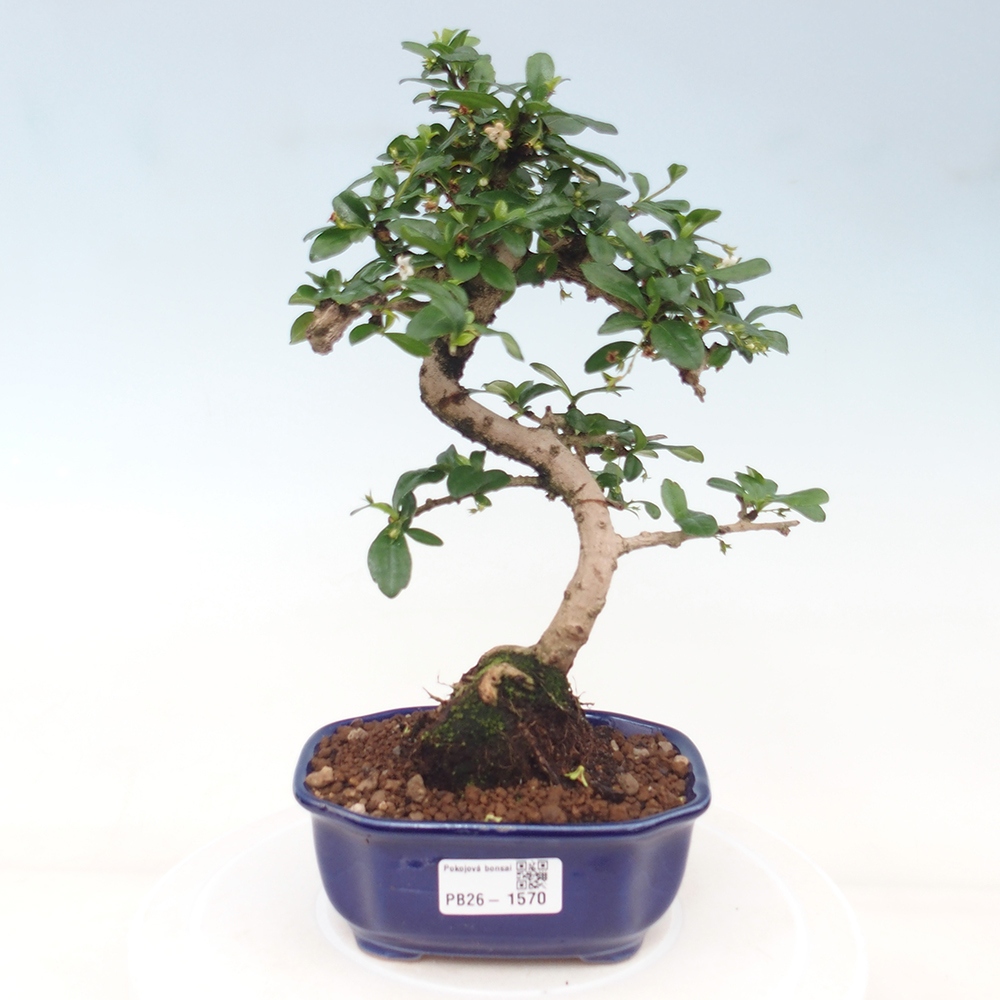 Room bonsai - Carmona macrophylla - Tea fuki
