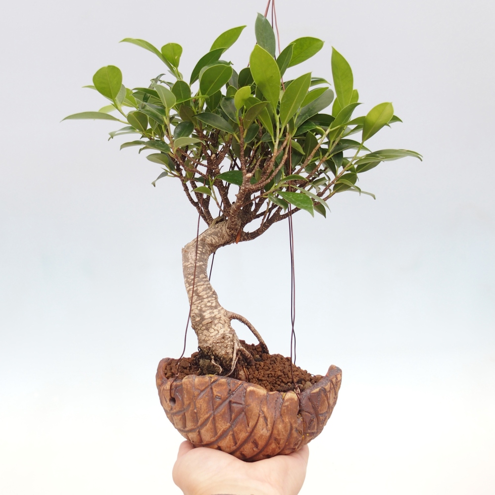 Kokedama in ceramic - small-leaved ficus - Ficus kimmen