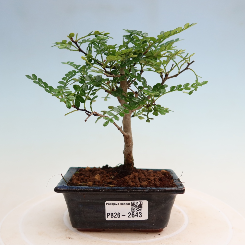 Room bonsai - Zantoxylum piperitum - pepper tree