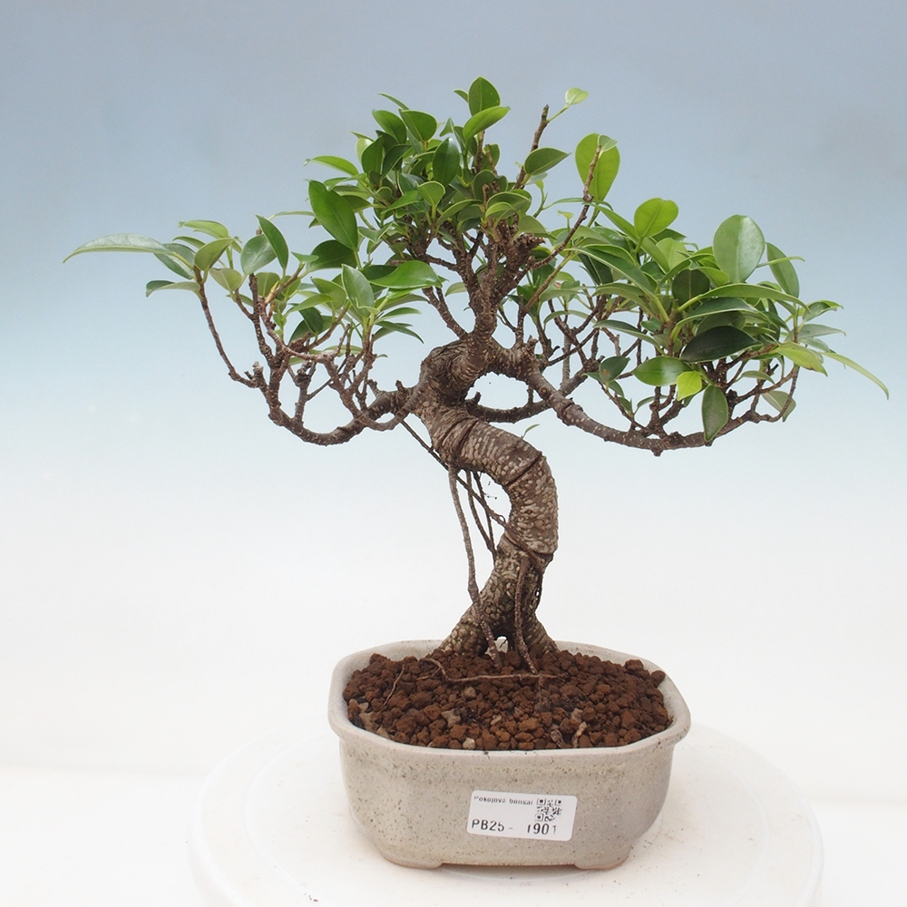 Indoor bonsai - Ficus retusa - small ficus