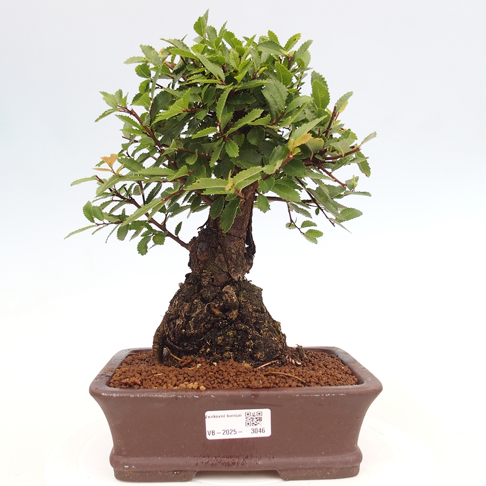 Outdoor bonsai - Zelkova - Zelkova serrata