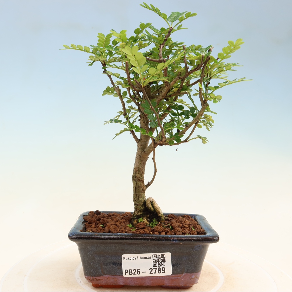 Room bonsai - Zantoxylum piperitum - pepper tree