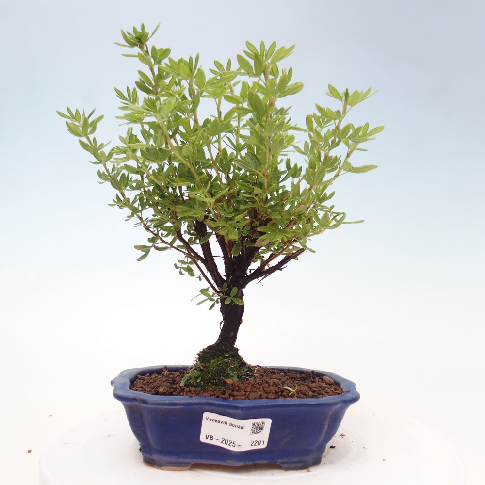 Outdoor bonsai-Cinquefoil - Potentila fruticosa yellow Bird