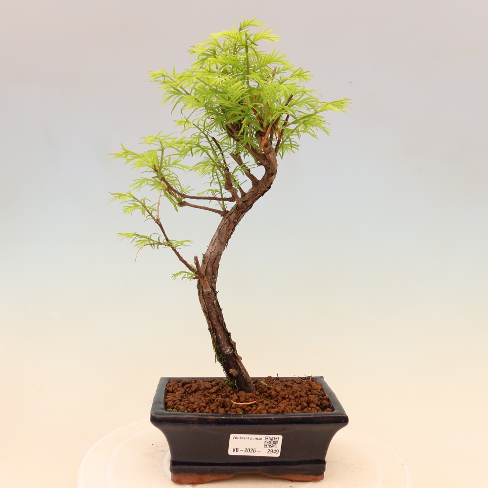 Outdoor bonsai - Metasequoia glyptostroboides - Chinese Metasequoia