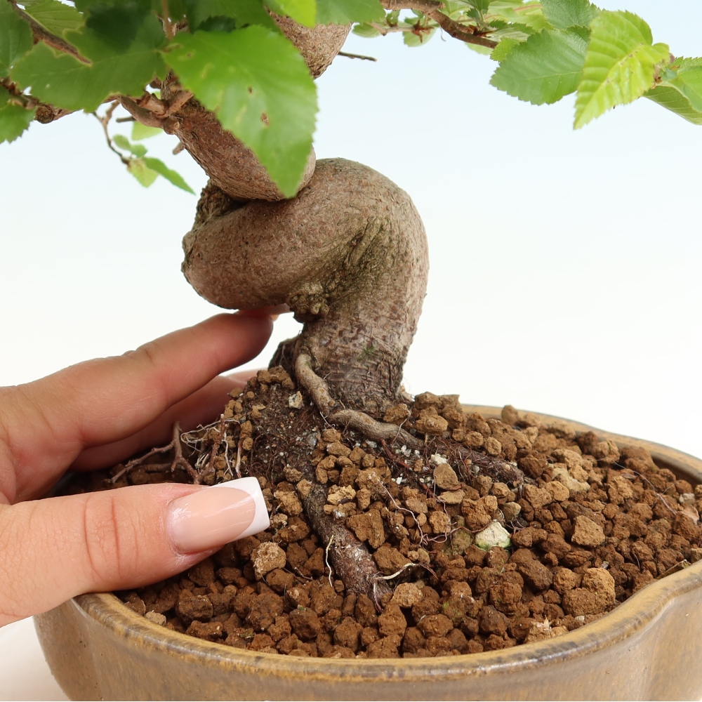 Outdoor bonsai -Carpinus coreana - Korean Hornbeam