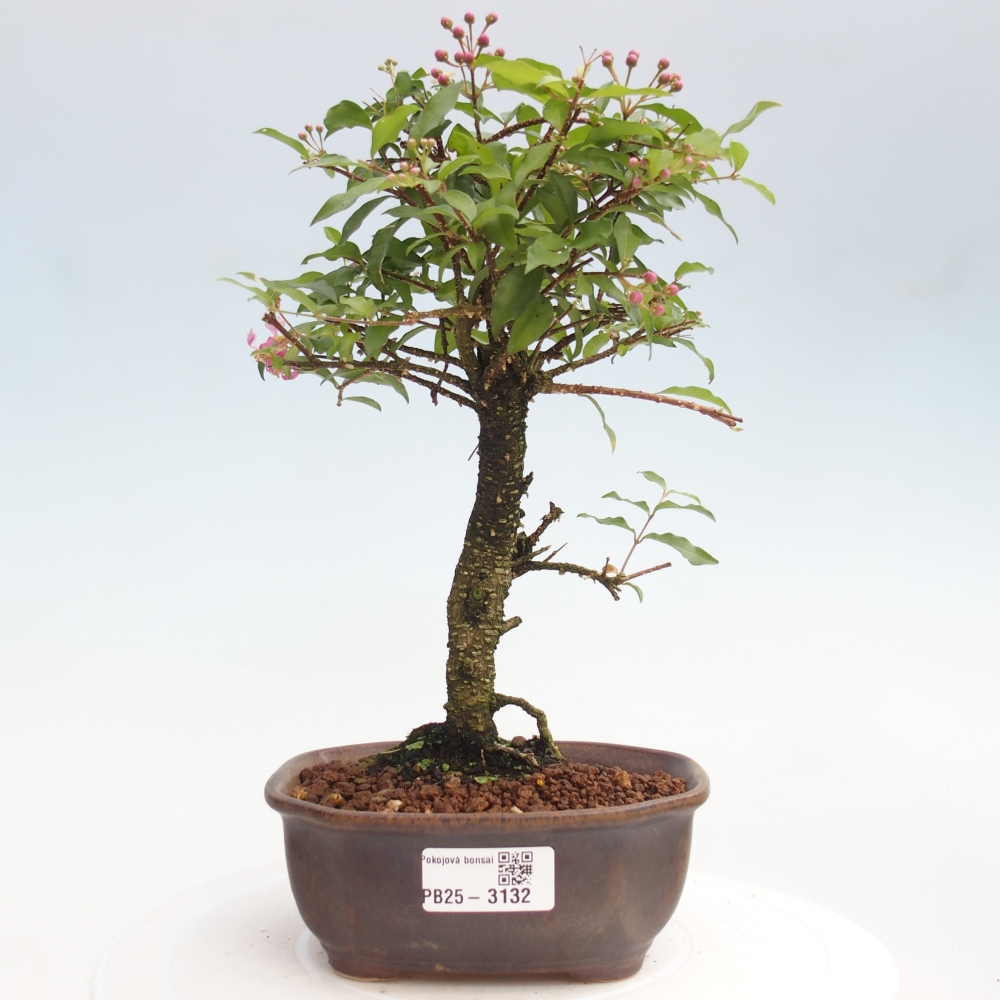 Room bonsai - Malpighia coccigera- Barbdorian cherry