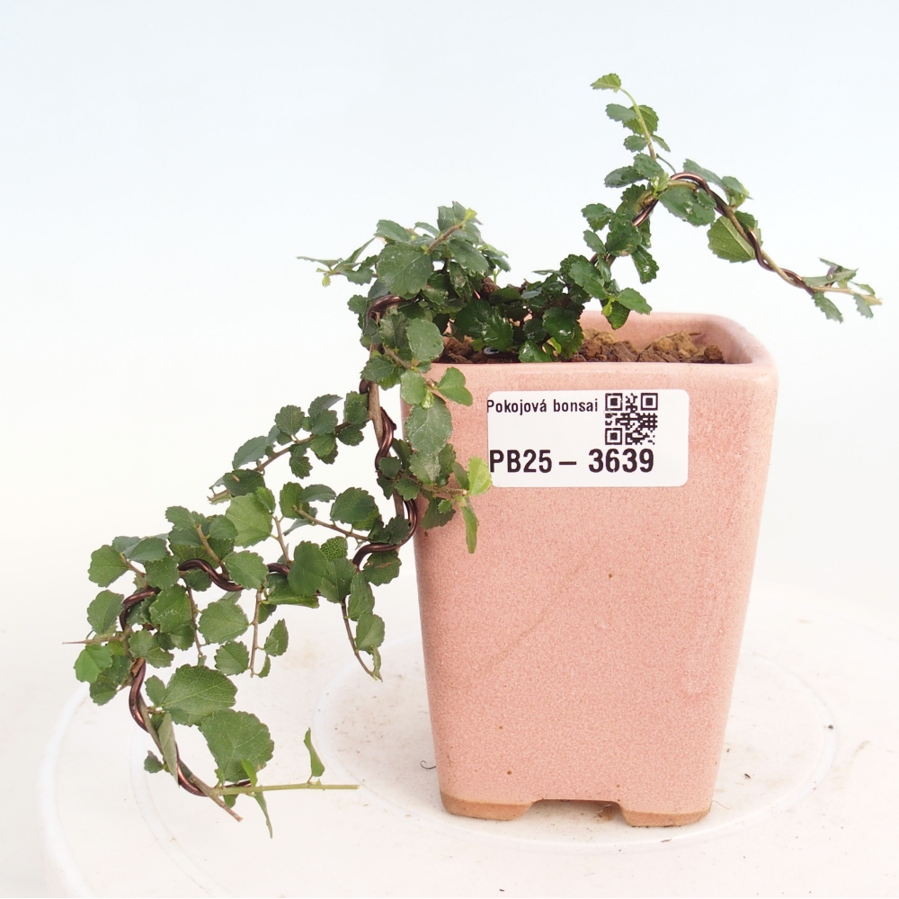 Room bonsai - Grewia sp. - Grewia malafolia