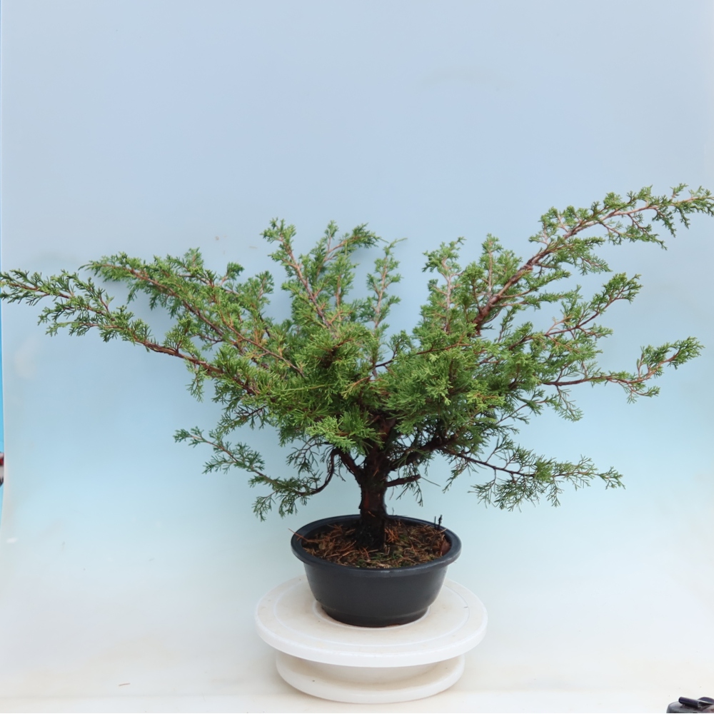 Outdoor Bonsai - Juniperus chinensis Itoigawa - Chinese Juniper