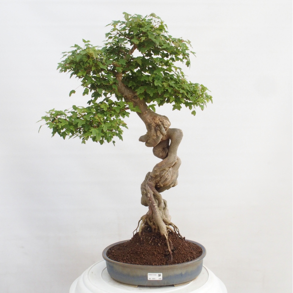 Outdoor bonsai - Maple Buergerianum - Burger Maple