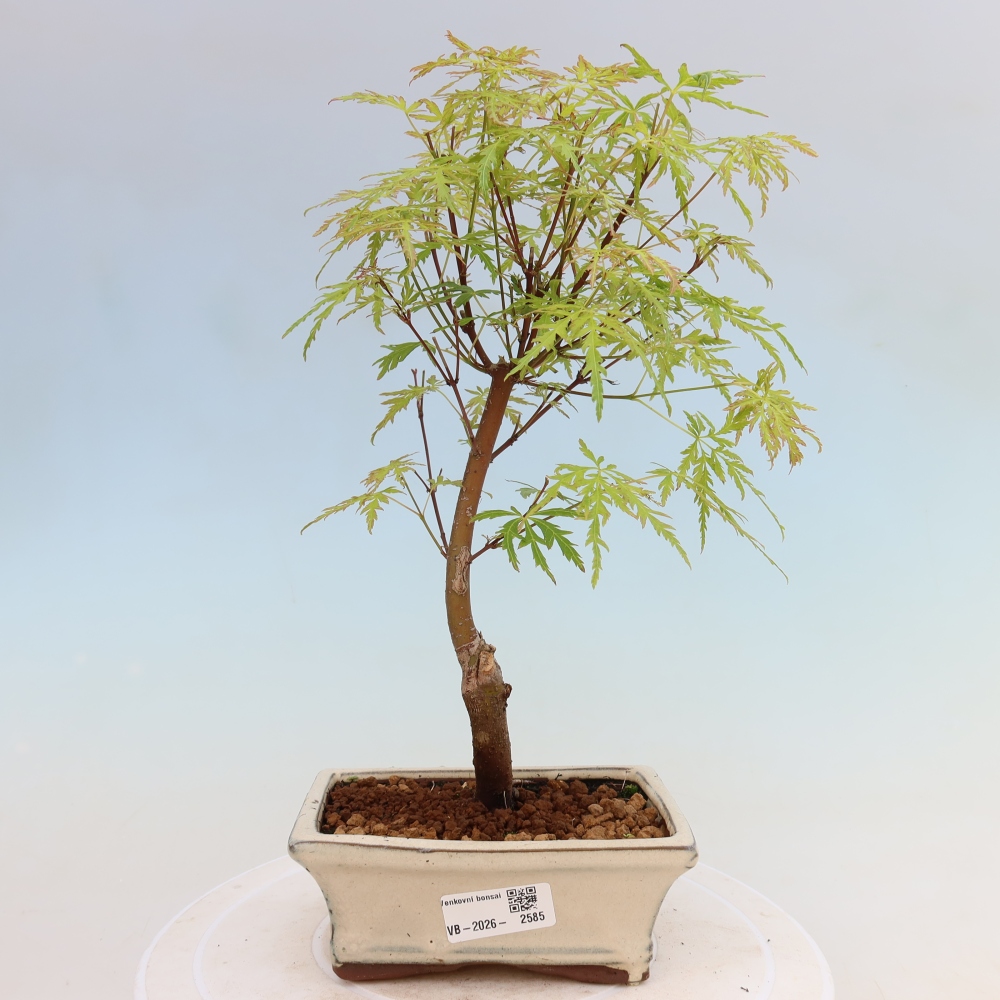 Outdoor Bonsai - Acer palmatum Dissectum - Japanese Maple 