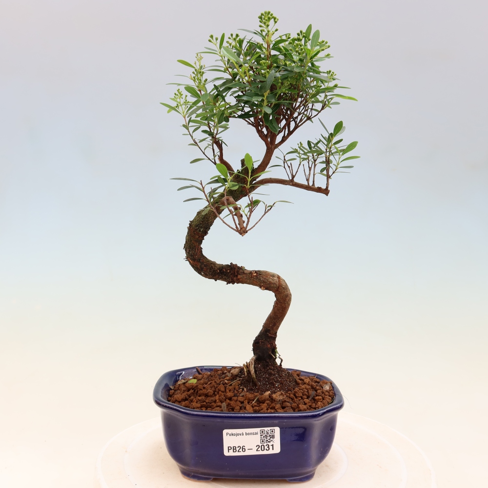 Room bonsai - Syzygium - Pimento