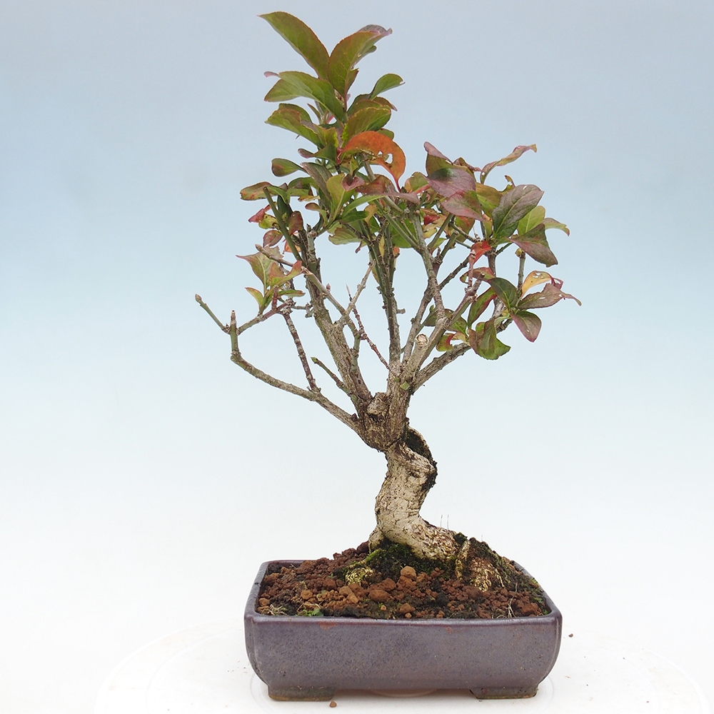 Outdoor bonsai- European elm - euonimus