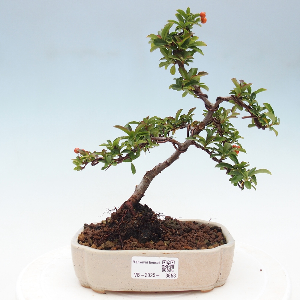 Outdoor bonsai-Pyracantha Teton -Hlox