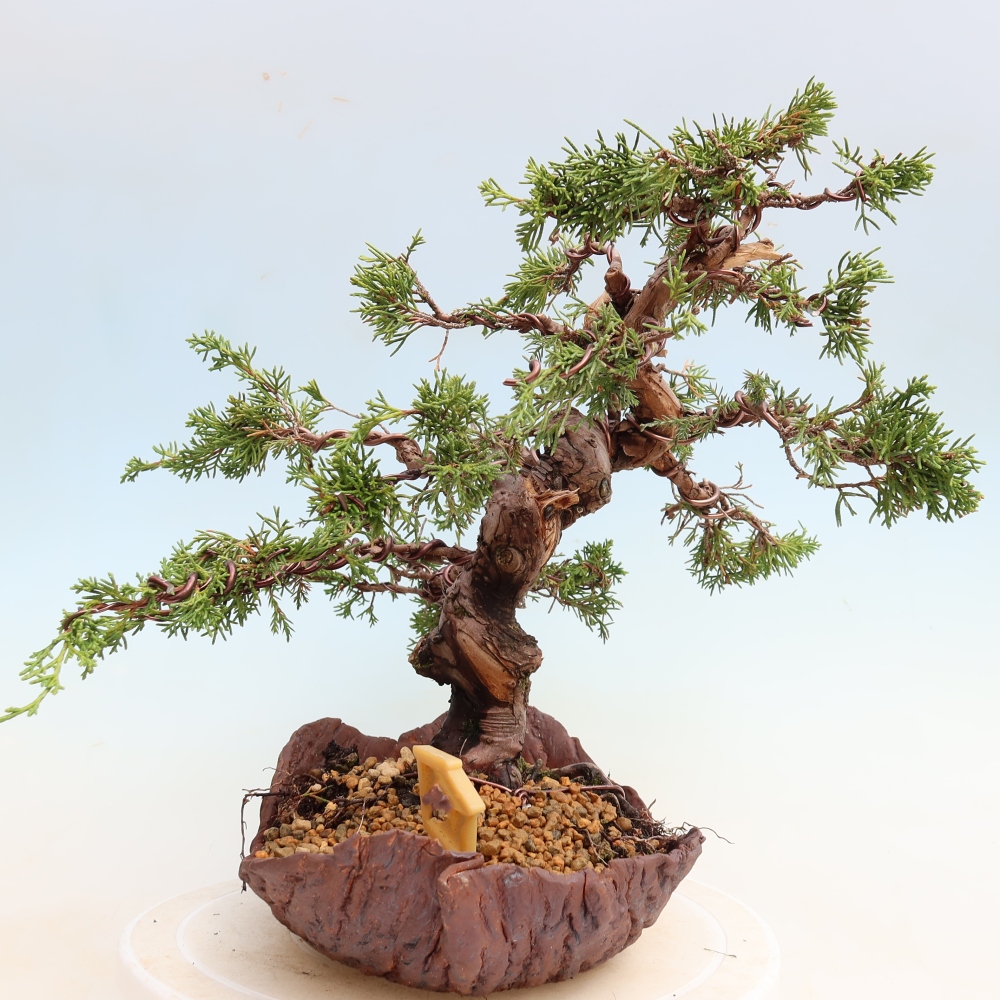 Outdoor Bonsai - Juniperus chinensis Itoigawa - Chinese Juniper