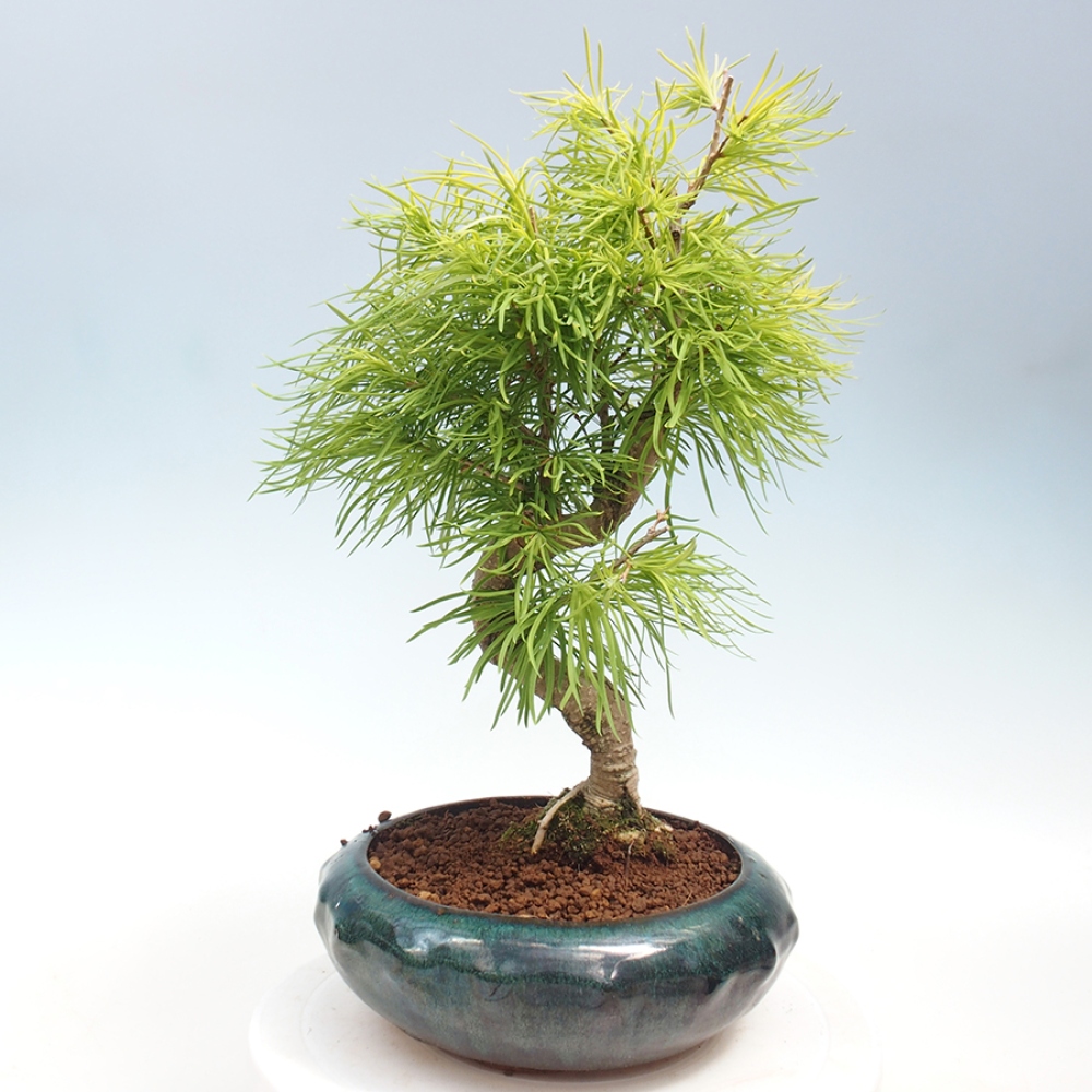 Outdoor bonsai - Dandelion - Pseudolarix amabis