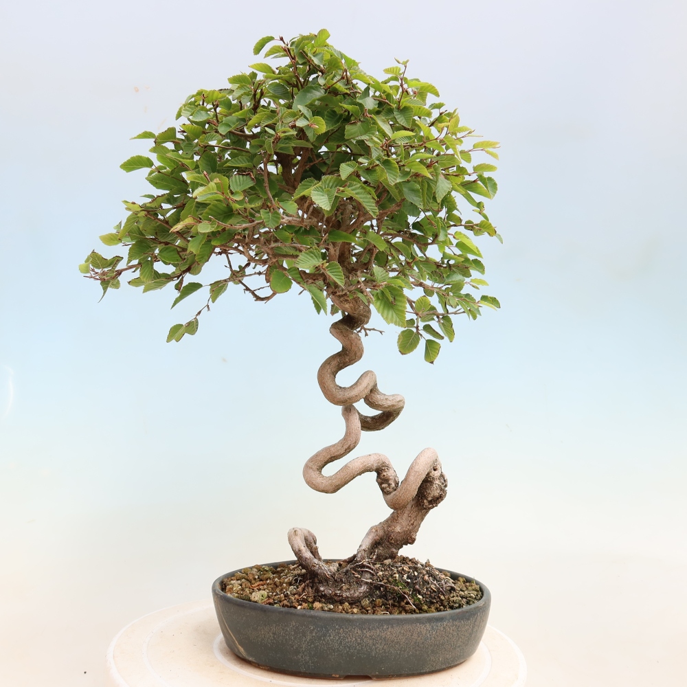 Outdoor bonsai -Carpinus CARPINOIDES - Korean Hornbeam