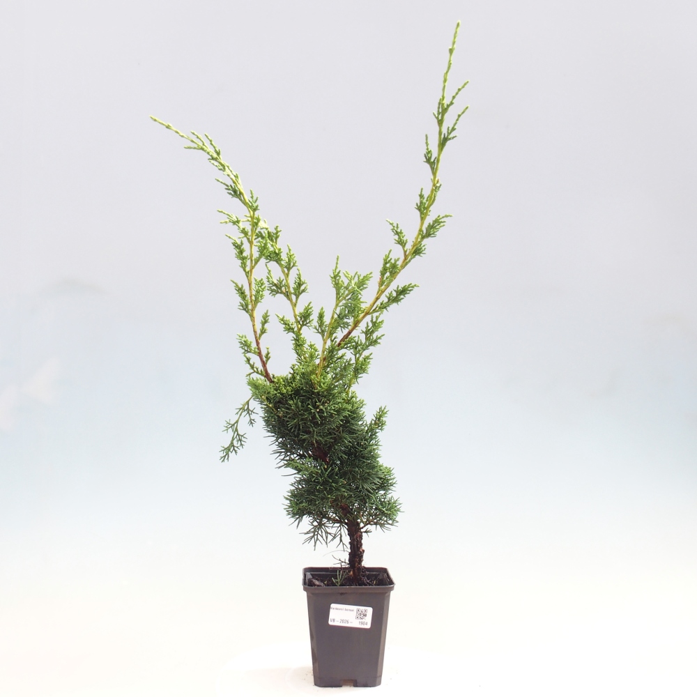 Outdoor bonsai - Juniperus chinensis Kishu