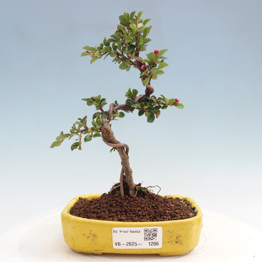 Outdoor bonsai - Cotoneaster horizontalis - Rock tree