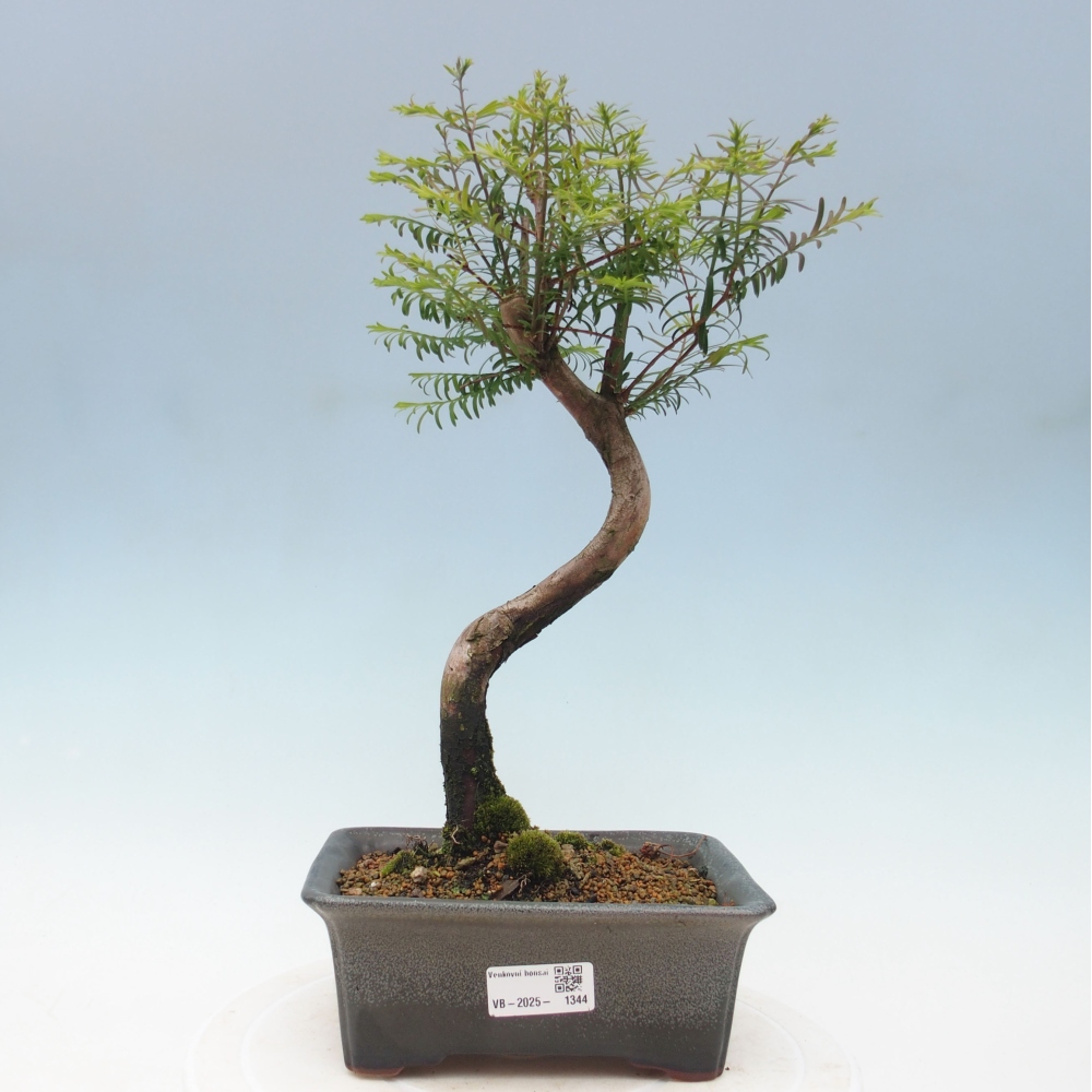 Outdoor bonsai - Metasequoia glyptostroboides - Chinese Metasequoia