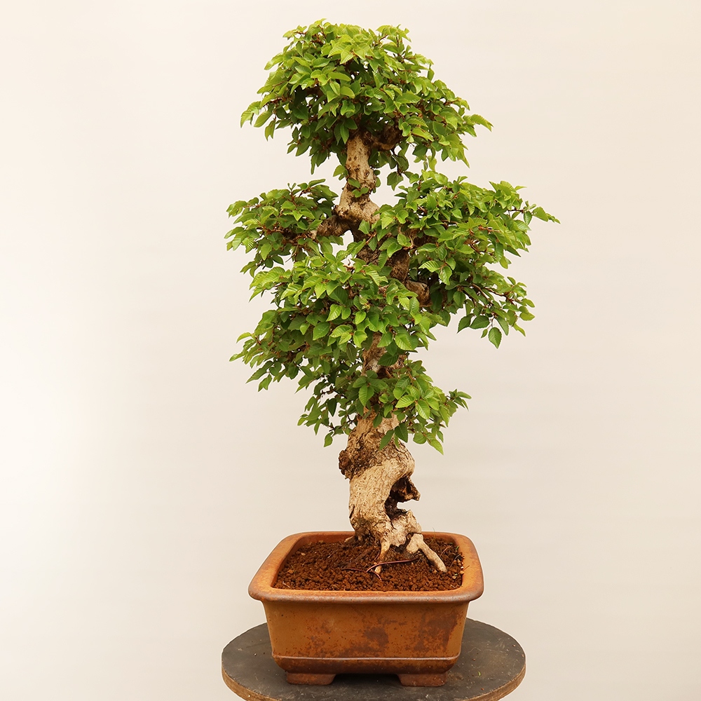 Outdoor bonsai - Carpinus Coreana - Korean hornbeam