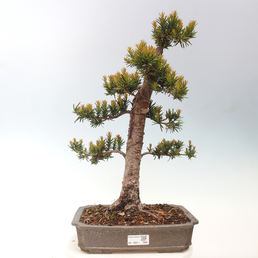 Outdoor bonsai - Taxus cuspidata - Japanese yew