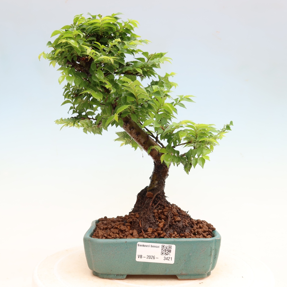 Outdoor Bonsai - Ulmus Jacqueline Hillier - European White Elm