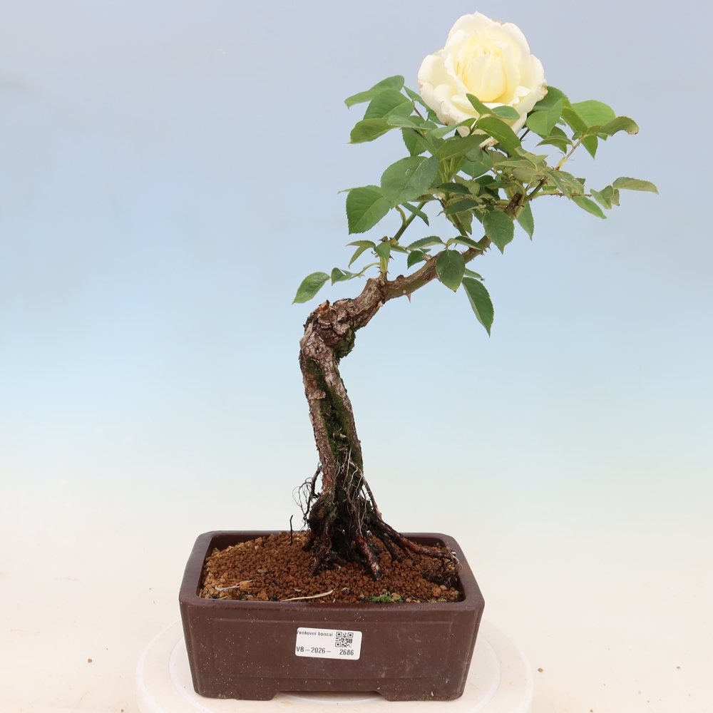 Outdoor Bonsai - Rosa Kordes - Rose