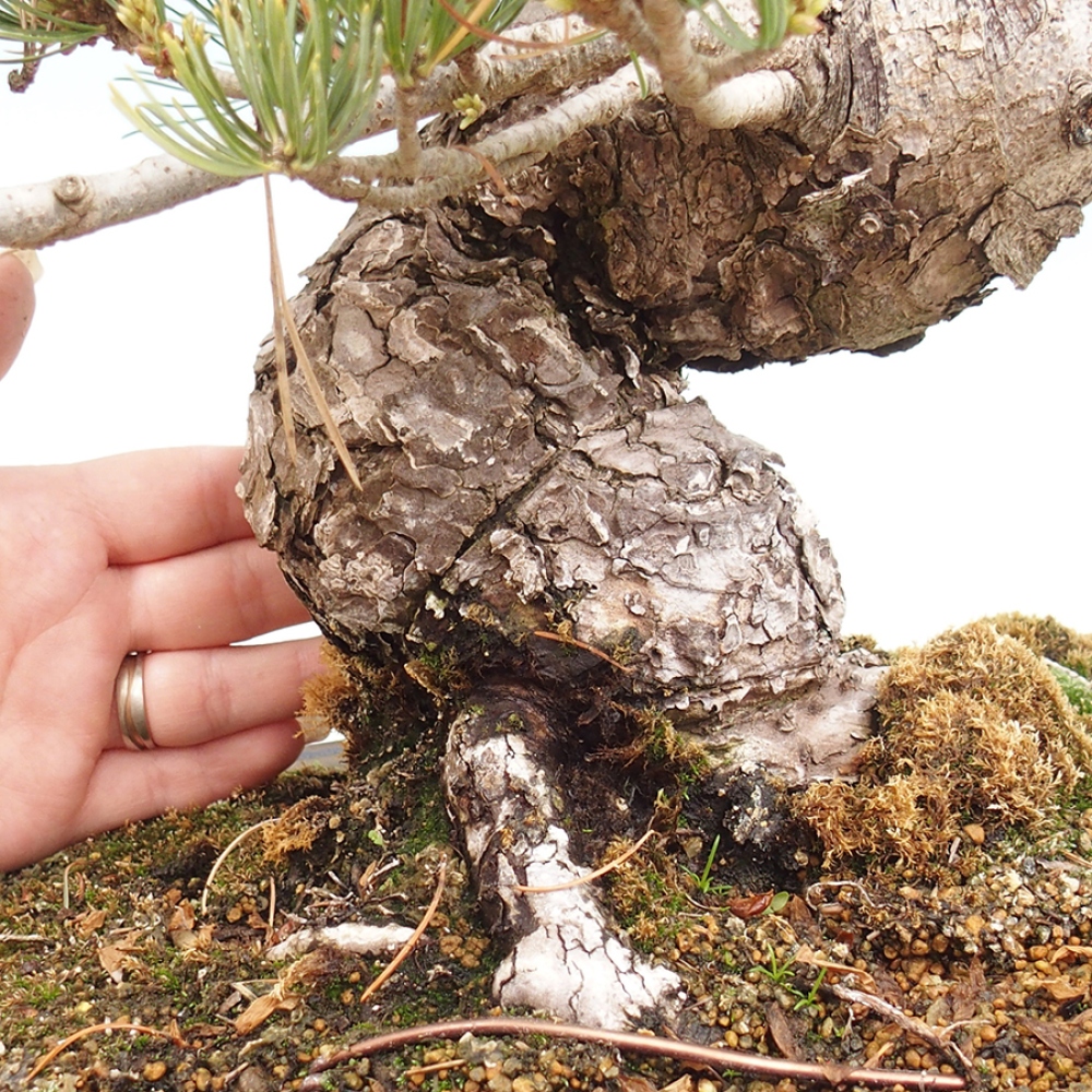 Outdoor bonsai - Pinus parviflora - Pinus parviflora