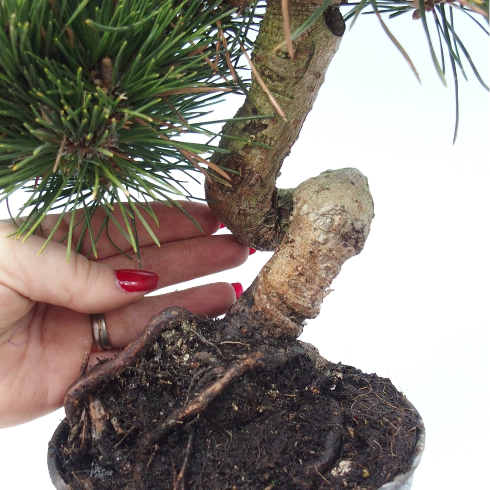 Outdoor bonsai - Pinus thunbergii senjyumaru - Thunberg pine