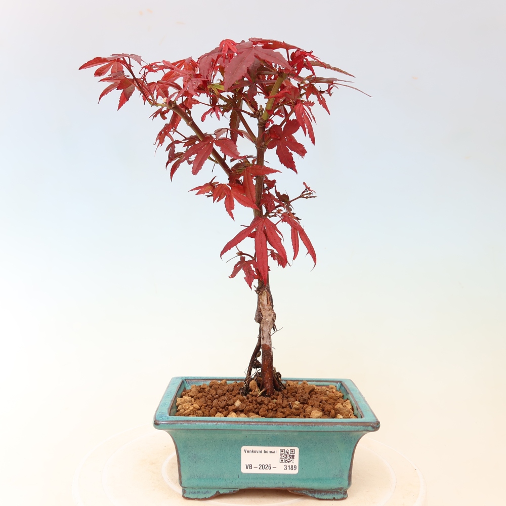 Outdoor Bonsai - Japanese Maple - Acer palmatum 'Berry Broom' 