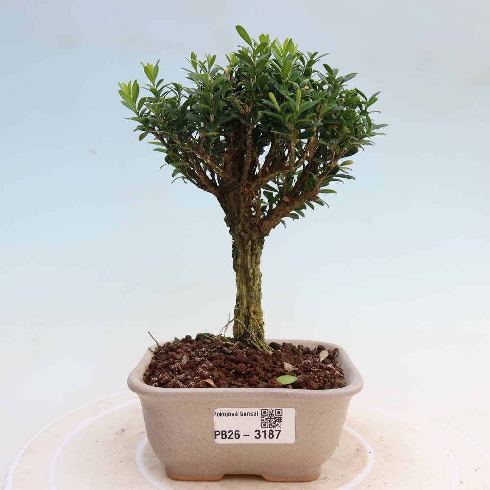 Room bonsai - Buxus harlandii - cork buxus