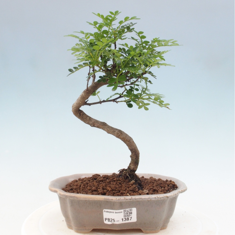 Indoor bonsai - Zantoxylum piperitum - Peppermint