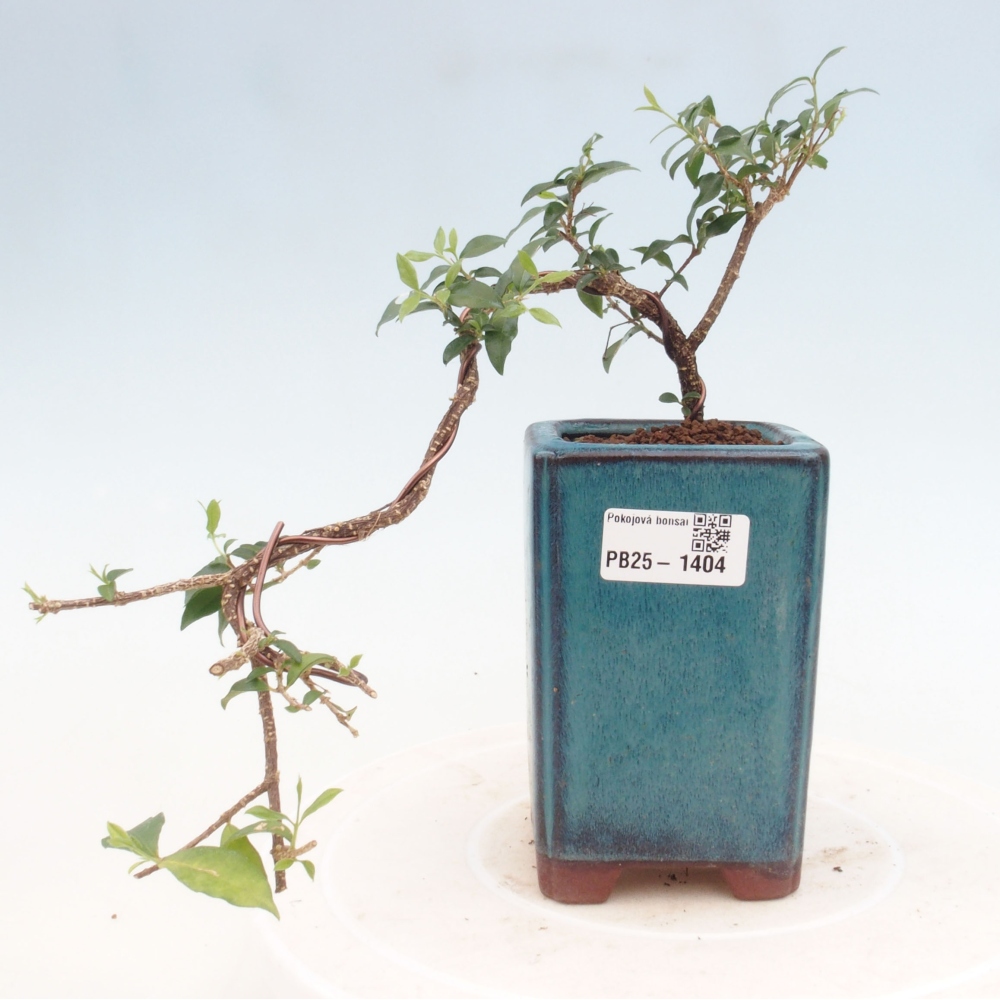 Room bonsai - Malpighia coccigera- Barbdorian cherry