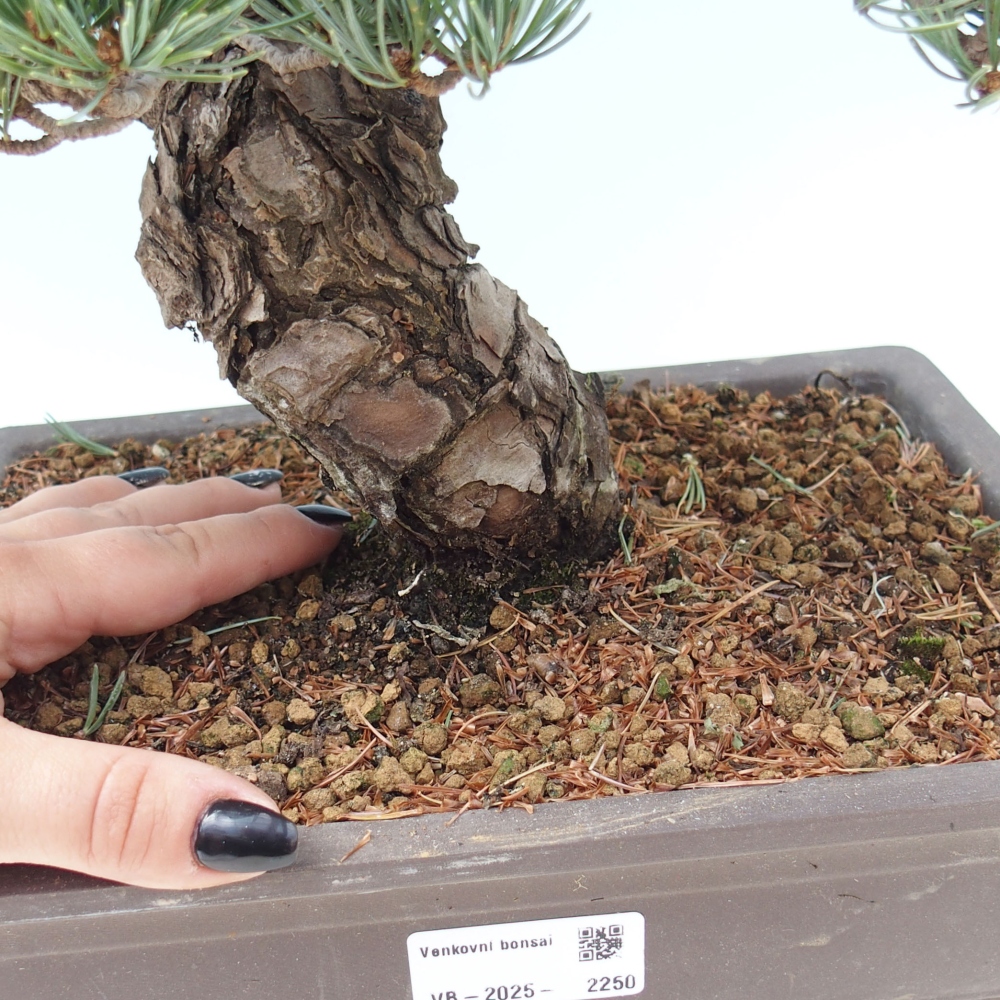 Outdoor bonsai - Pinus parviflora - Small pine tree