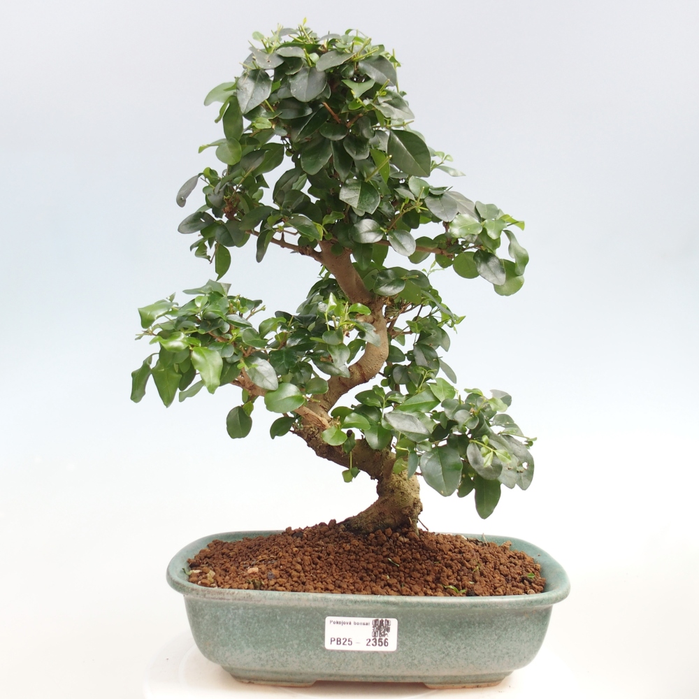 Room bonsai -Ligustrum chinensis - privet