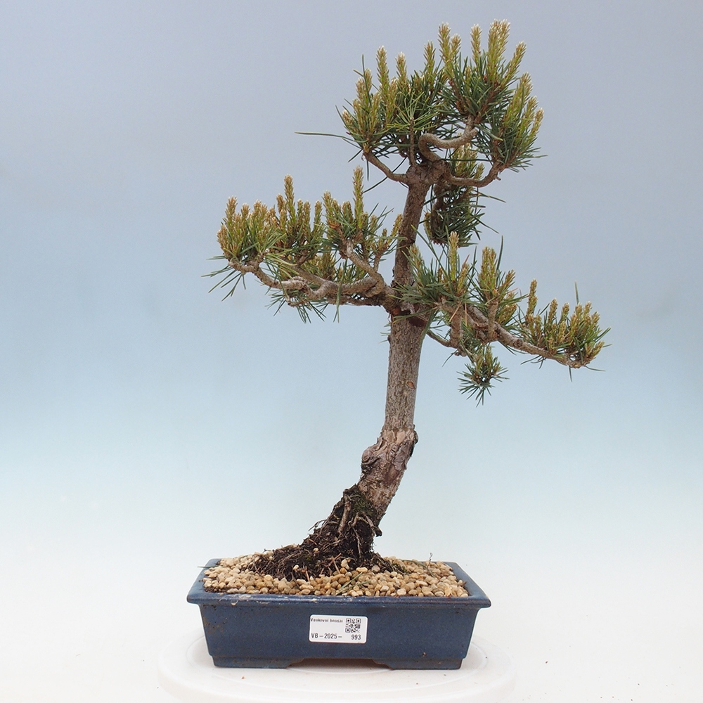 Outdoor bonsai - Pinus Sylvestris - Scots pine