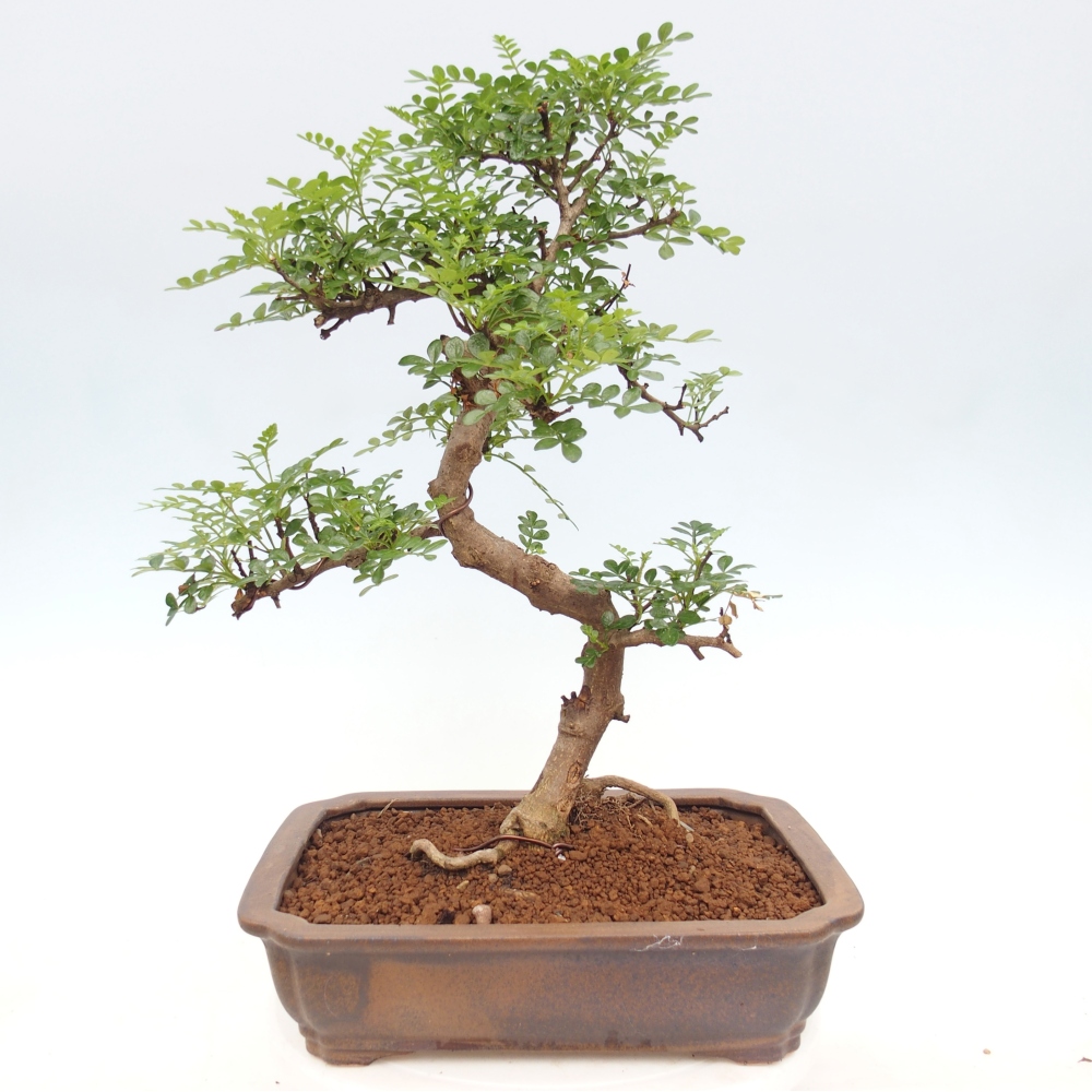 Room bonsai - Zantoxylum piperitum - pepper tree