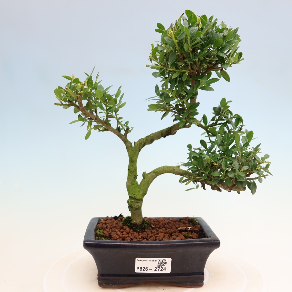 Room bonsai - Ilex crenata - Holly