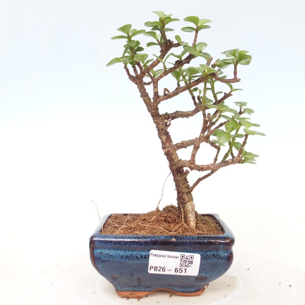 Room bonsai - Portulakaria Afra - Tlustice