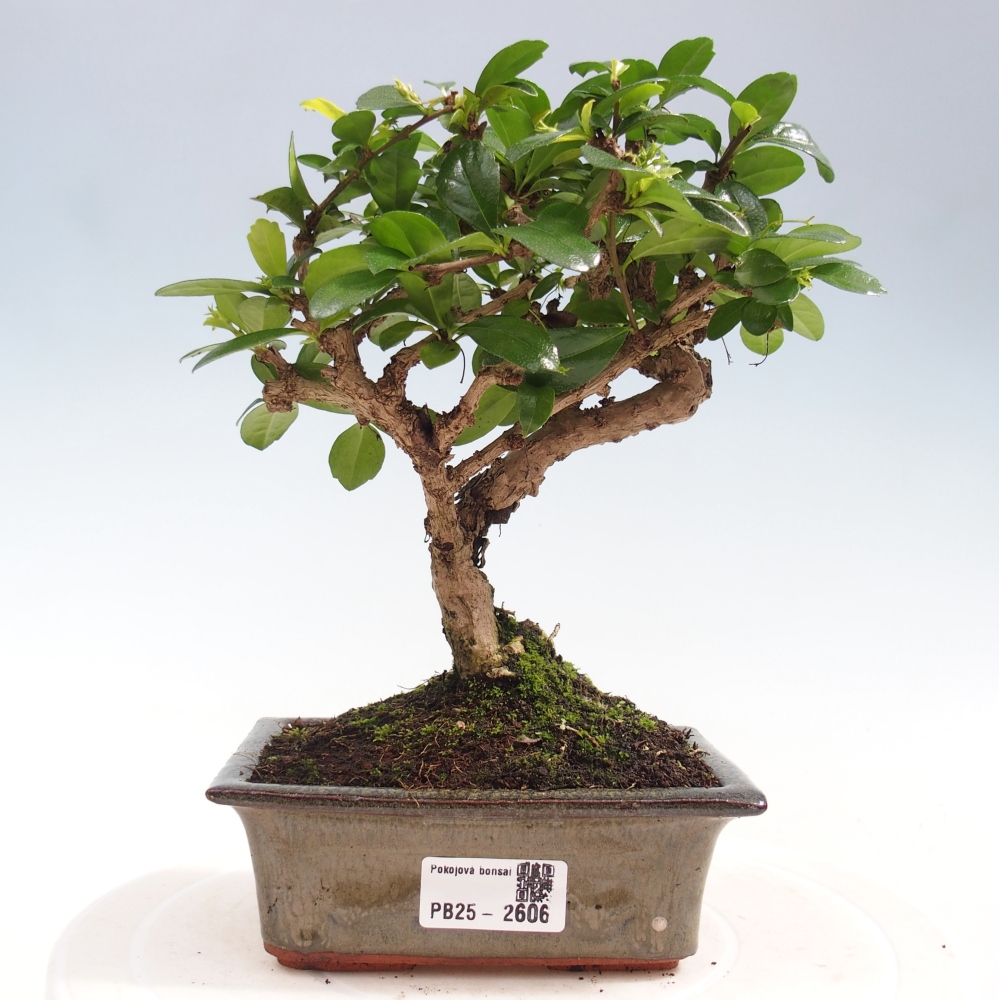 Indoor bonsai - Carmona macrophylla - Fuki tea