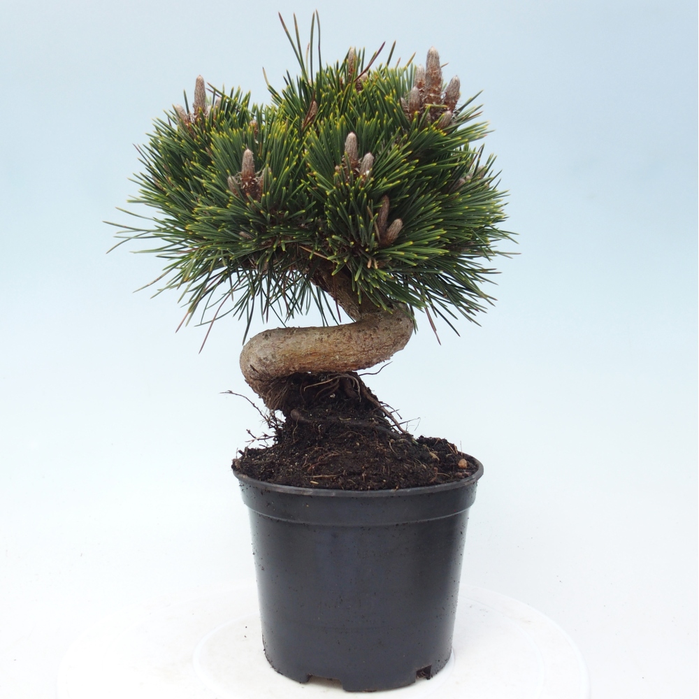 Outdoor bonsai - Pinus thunbergii senjyumaru - Thunberg pine