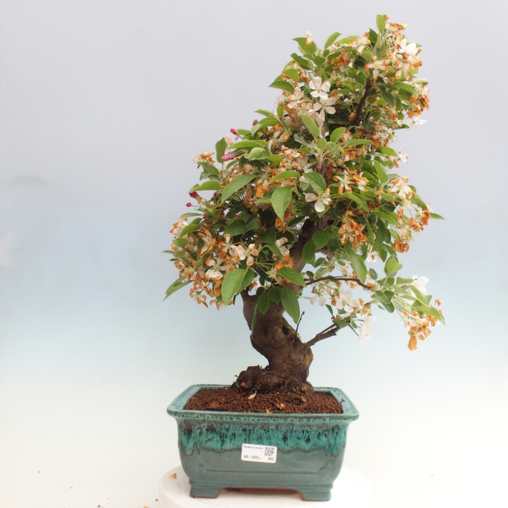 Outdoor bonsai - Malus halliana - Small-fruited apple tree