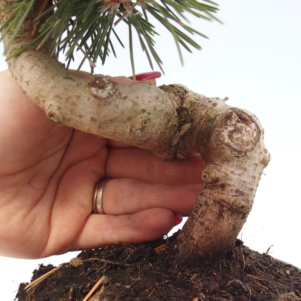 Outdoor bonsai - Pinus thunbergii senjyumaru - Thunbergia pine