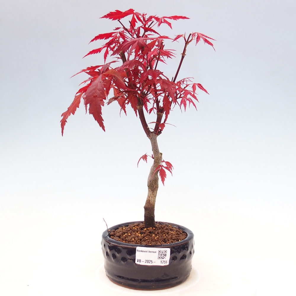 Outdoor bonsai - Acer palm. Atropurpureum-Palmleaf Maple