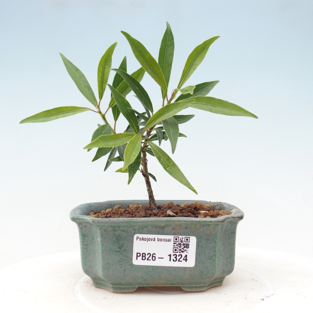 Room bonsai - Ficus nerifolia - small-leaved ficus