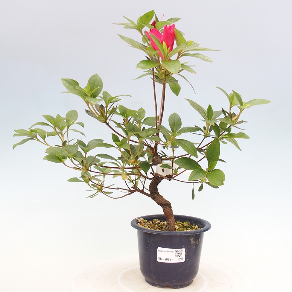 Outdoor bonsai - Japanese azalea - Azalea Saien