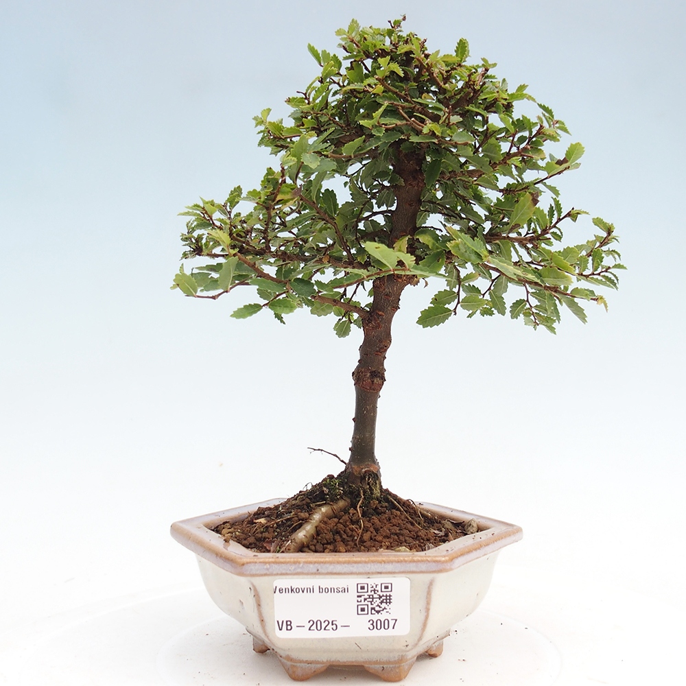 Outdoor bonsai - Ulmus parvifolia Sagei - Small-leaved elm