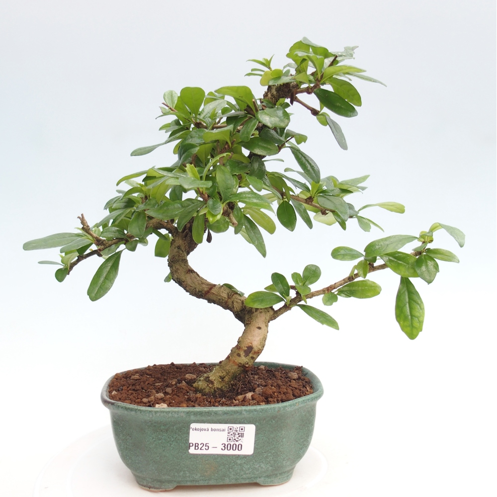 Indoor bonsai - Carmona macrophylla - Fuki tea